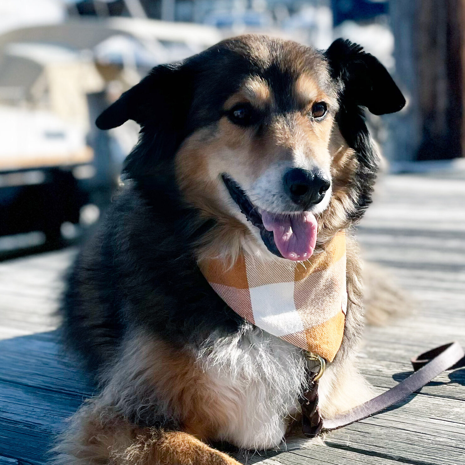 Dog wearing a bandana