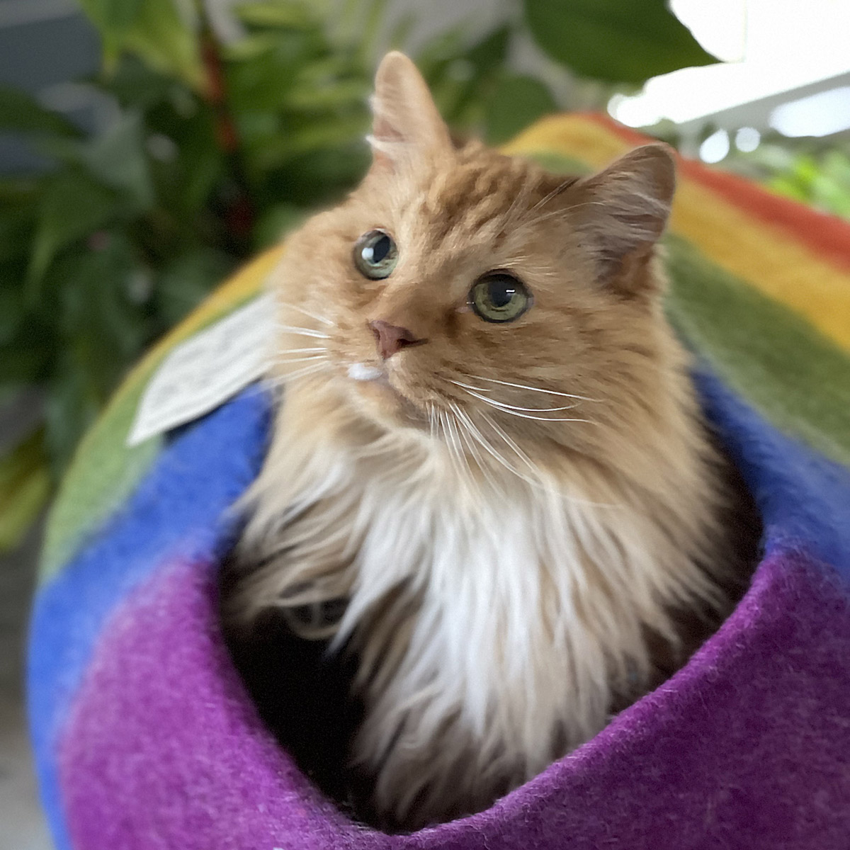 Cat poking head out of a rainbow bed